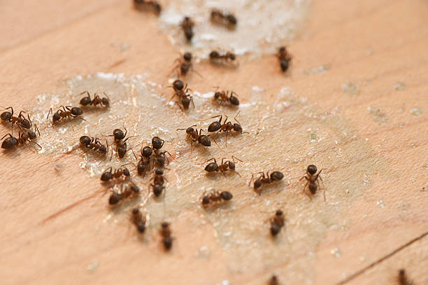 Best Commercial Pest Control Services  in Harbour Heights, FL